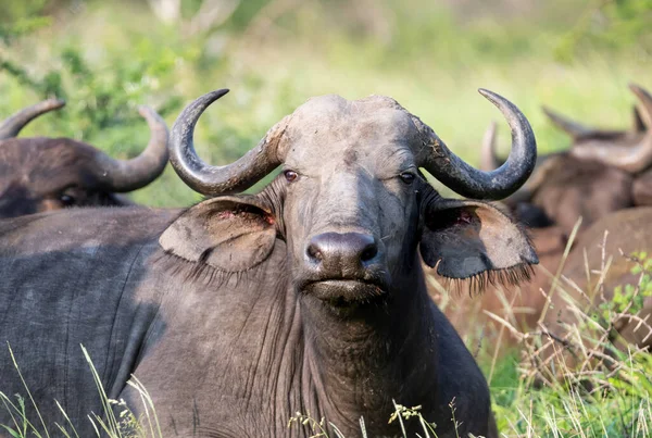 African Buffalo in Southern African savannah