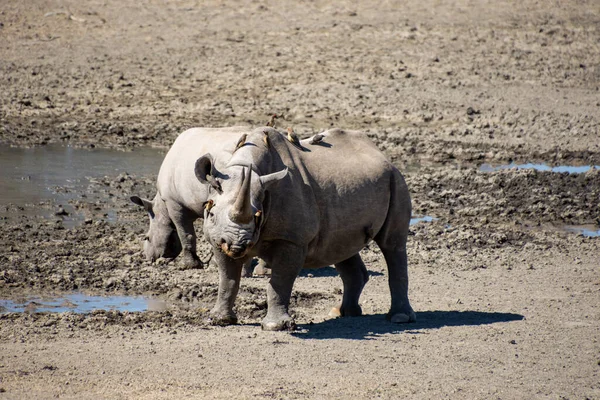 A Black Rhino mother and calf at a watering hole in Southern Africa