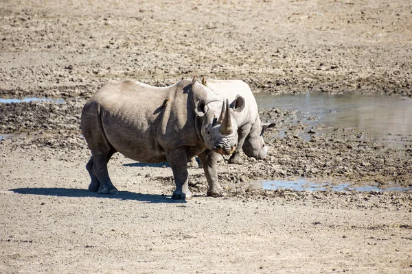 A Black Rhino mother and calf at a watering hole in Southern Africa