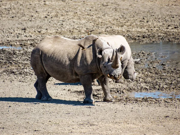Black Rhino Mother Calf Watering Hole Southern Africa — Fotografia de Stock