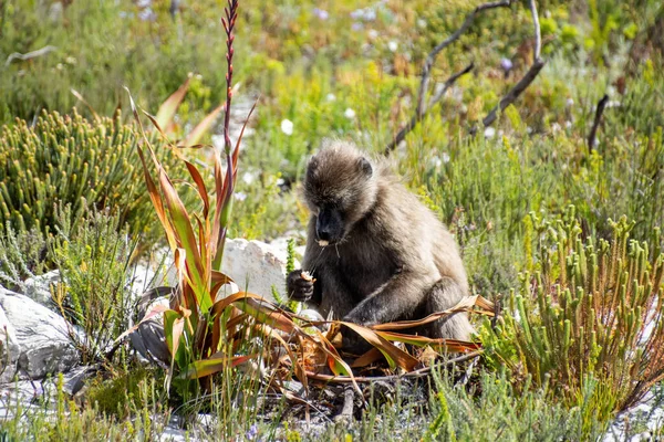Babuino Chacma Comiendo Una Bombilla Watsonia Tabularis Península Del Cabo — Foto de Stock