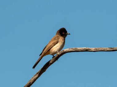 An African Red-eyed Bulbul percehd in a dead tree in Kalahari savannah