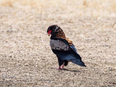 An adult Bateleur Eagle on the ground in Kalahari savannah