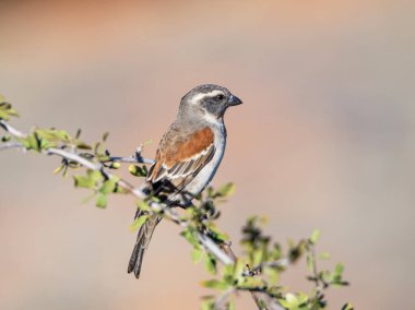A Cape Sparrow perched in a tree in Kalahari savannah
