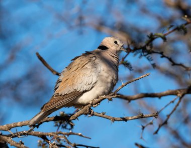 A Cape Turtle-Dove perched in a tree in Kalahari savannah