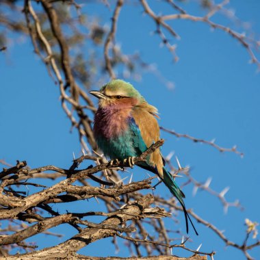 A Lilac-breasted Roller perched in a tree in Kalahari savannah