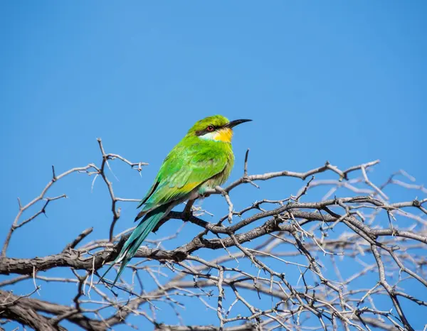 Swallow Tailed Bee Eater Perched Tree Kalahari Savannah — Stock Fotó