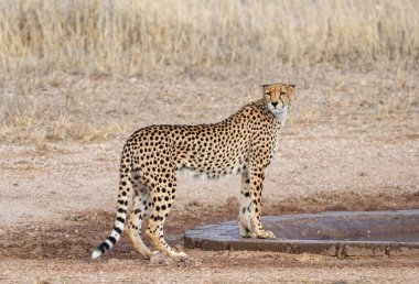 A Cheetah walking in Kalahari savannah