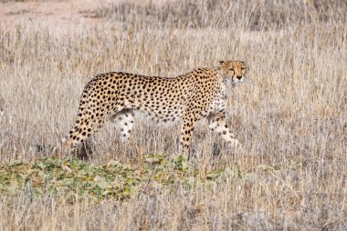 A Cheetah walking in Kalahari savannah