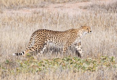 A Cheetah walking in Kalahari savannah