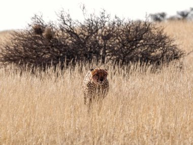 A Cheetah in Kalahari savannah