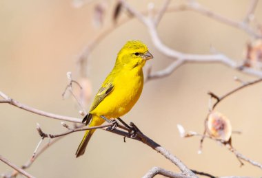 A Yellow Canary in a tree in Kalahari savannah