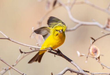 A Yellow Canary in a tree in Kalahari savannah