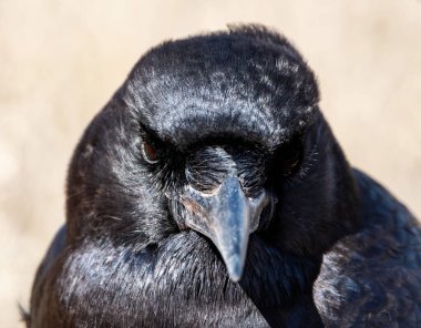 Kalahari savanasında yerde yiyecek arayan bir Cape Crow.