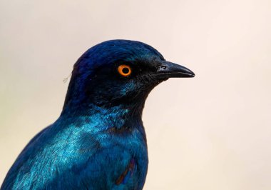 Kalahari savanındaki Parlak Sığırcık.