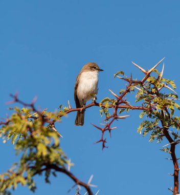 Kalahari savanasındaki bir ağaca tünemiş bir Marico Flycatcher.