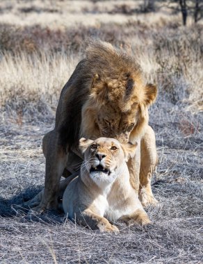 Kalahari bozkırında çiftleşen bir aslan çifti.