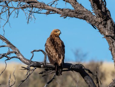 Kalahari savanasındaki bir ağaca tünemiş Tawny Eagle.
