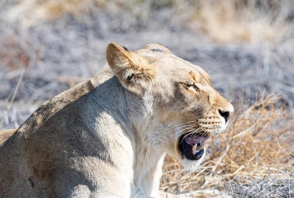 Leão Fêmea Savana Kalahari — Fotografia de Stock