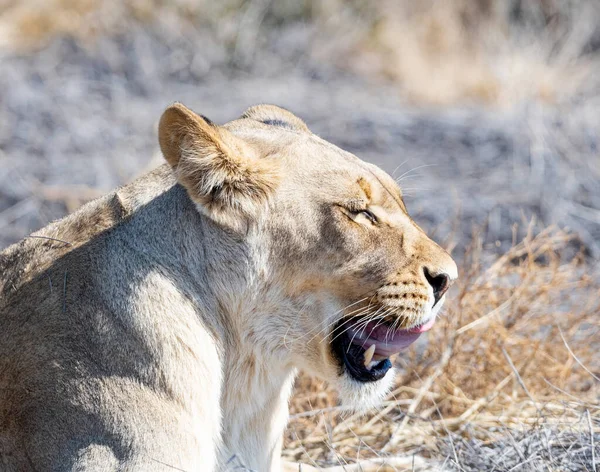 Leão Fêmea Savana Kalahari — Fotografia de Stock