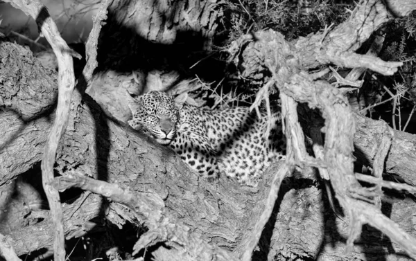 Самка Леопарда Спящая Дереве Саванне Калахари — стоковое фото