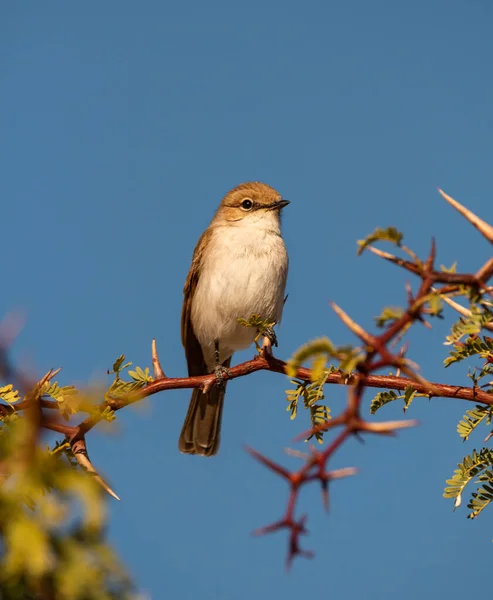 Een Marico Flycatcher Hoog Een Boom Kalahari Savannah — Stockfoto