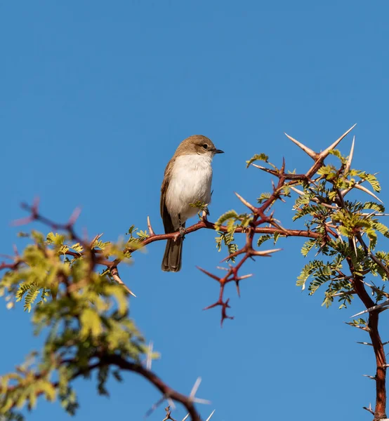 Marico Flycatcher Uppe Ett Träd Kalahari Savann — Stockfoto