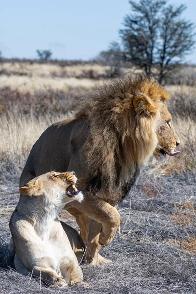 Mating Lion Pair Kalahari Savannah — Stock Photo, Image