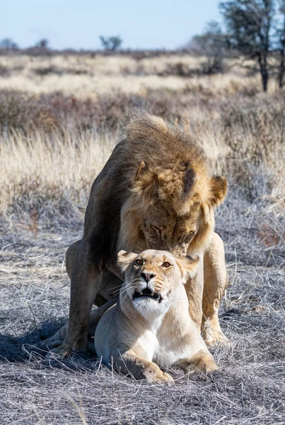 Par León Apareándose Kalahari Savannah — Foto de Stock