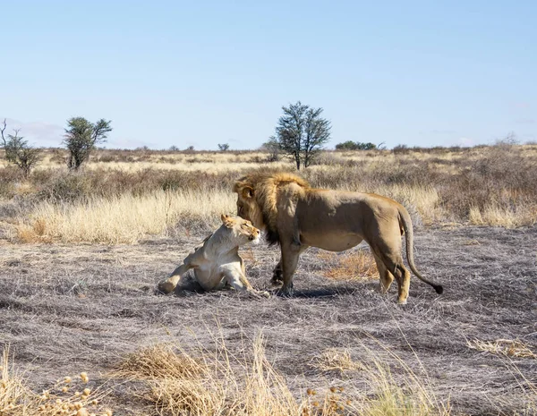 Ein Paarendes Löwenpaar Der Kalahari Savanne — Stockfoto