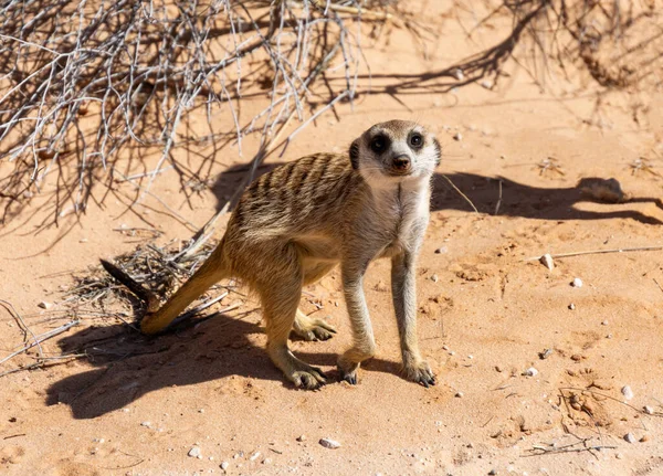 Meerkats Vicino Alla Loro Tana Nella Savana Kalahari — Foto Stock