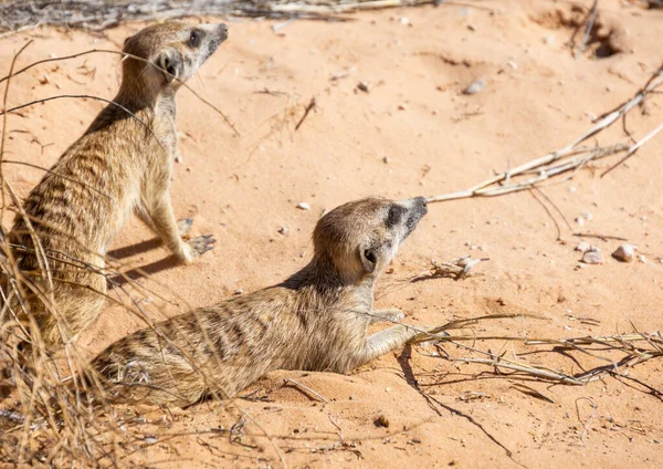 Meerkats Obok Swojej Nory Kalahari Savannah — Zdjęcie stockowe