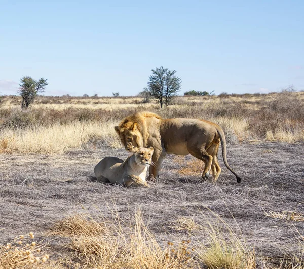Kalahari Bozkırında Çiftleşen Bir Aslan Çifti — Stok fotoğraf