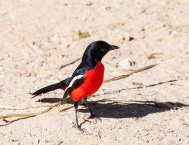 Kalahari savanasında kıpkırmızı göğüslü bir Shrike.
