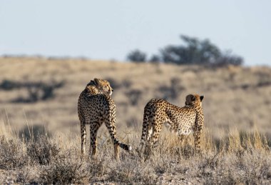 A pair of Cheetahs in Kalahari savannah