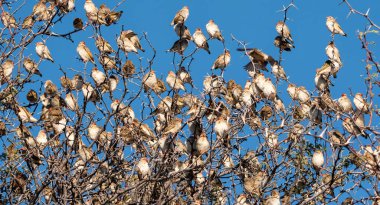 Kırmızı gagalı Queleas Kalahari savanasındaki bir su birikintisinden.