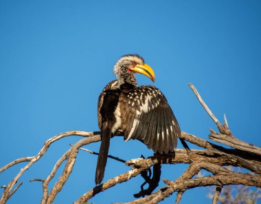 Sarı gagalı bir Hornbill Kalahari savanasındaki bir ağaçta kendini parçalıyor.