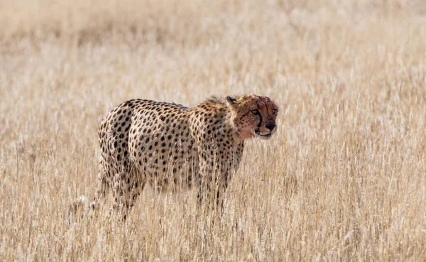 Cheetah Kalahari Savannah — Stock Photo, Image