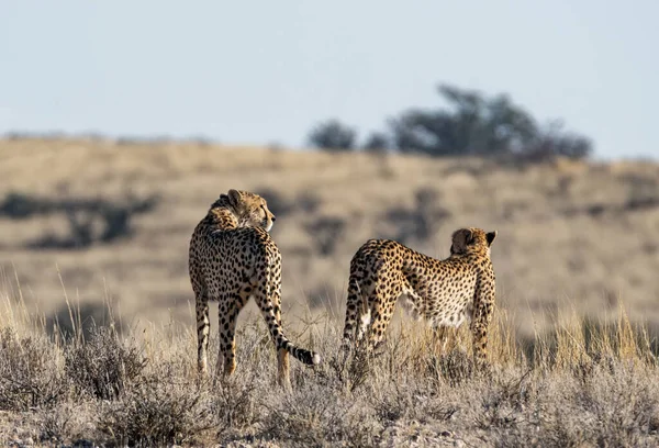 Pair Cheetahs Kalahari Savannah — Fotografia de Stock