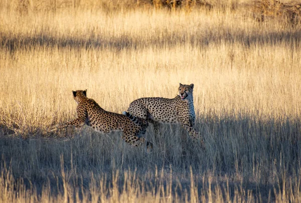 Pair Cheetahs Kalahari Savannah — Stock fotografie