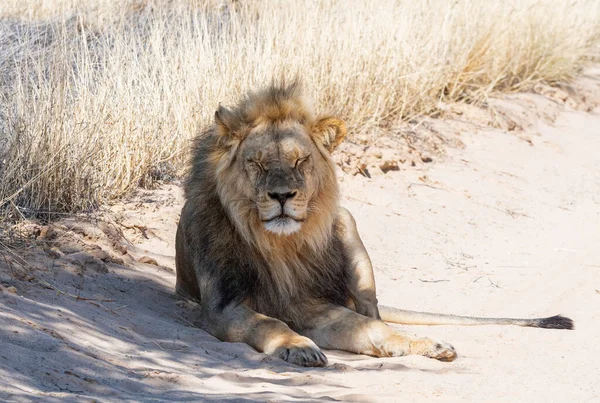Een Mannelijke Leeuw Kalahari Savannah — Stockfoto
