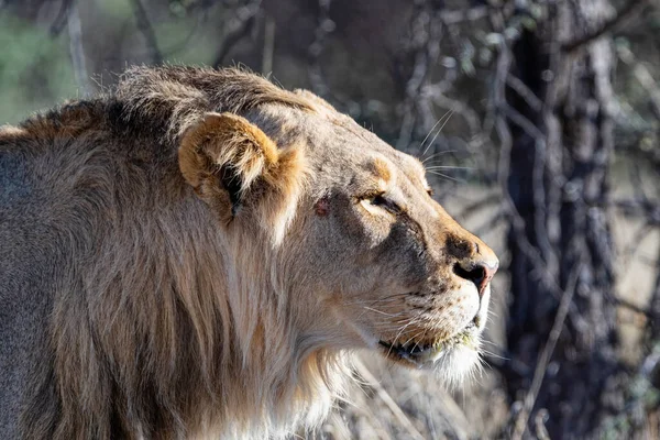 Leão Macho Savana Kalahari — Fotografia de Stock