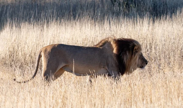 卡拉哈里草原的一只雄狮 — 图库照片