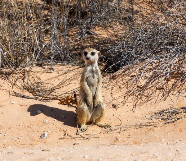 Meerkat Its Burrow Kalahari Savannah — Stock Photo, Image