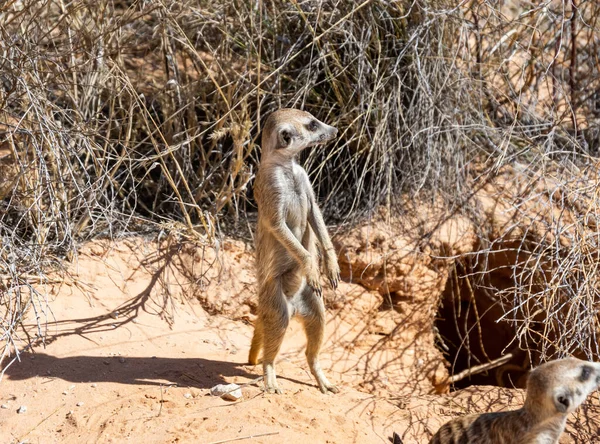 Ένα Meerkat Δίπλα Στο Λαγούμι Του Στην Καλαχάρι Σαβάνα — Φωτογραφία Αρχείου