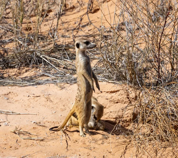 Meerkats Près Leur Terrier Dans Savane Kalahari — Photo