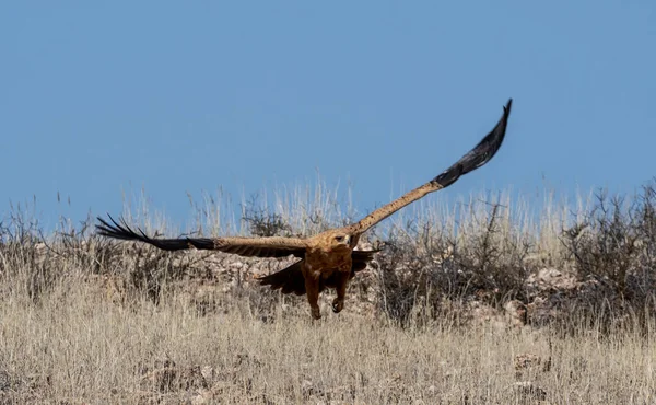Kalahari ovasında uçan Tawny Eagle.