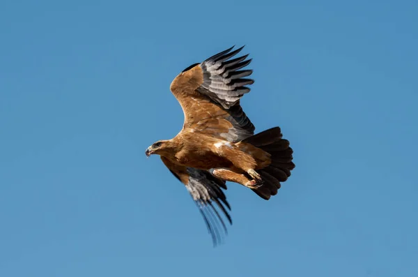 Ein Tawny Eagle Flug Über Die Kalahari Savanne — Stockfoto