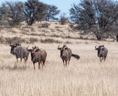 Mavi antilop Kalahari savanasında