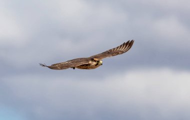 A Lanner Falcon in flight over Kalahari savannah